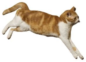 Cat Code Music